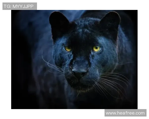 黑豹与美洲豹的生存之争：谁才是真正的丛林霸主