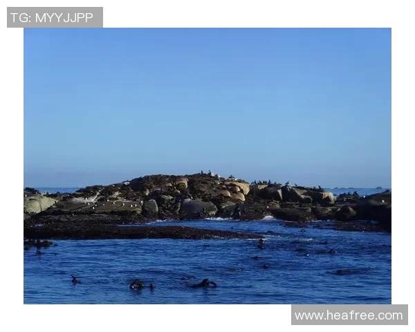 尼尔利亚与南非激战正酣谁能在这场较量中脱颖而出